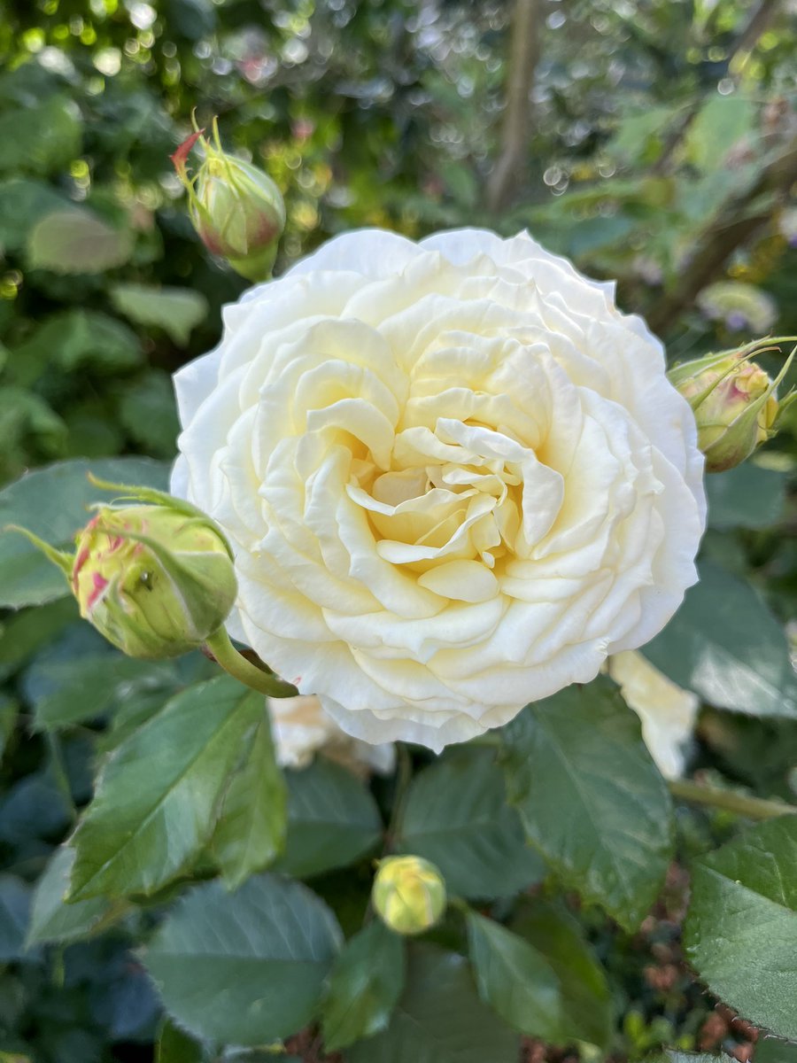 Kassandra_1977's tweet photo. Appels, peren, rozen, hortensia’s, frambozen, kersen, vijgen, blauwe bessen, rode bessen, pruimen, aardbeien: allemaal in eigen tuin! #tuinieren #fruitbomen https://t.co/RseCxkdEbU