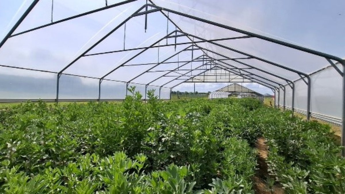 BELIS_EU's tweet image. Faba bean: Use of NIRs for quality traits and validation of markers linked to drought, yield and broomrape resistance, by @IfapaJunta 

More info 👇
belisproject.eu/faba-bean-use-…

Breeding European Legumes for Increased Sustainability 🇪🇺@HorizonEU 
#breeding #innovation #sustainability