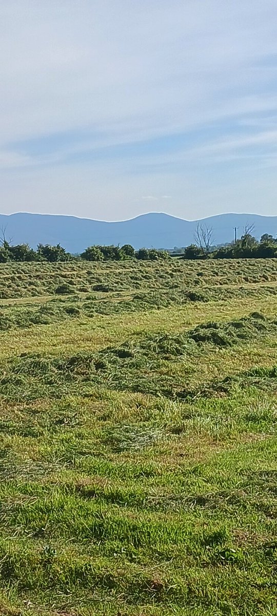 Michael Looby tweet media