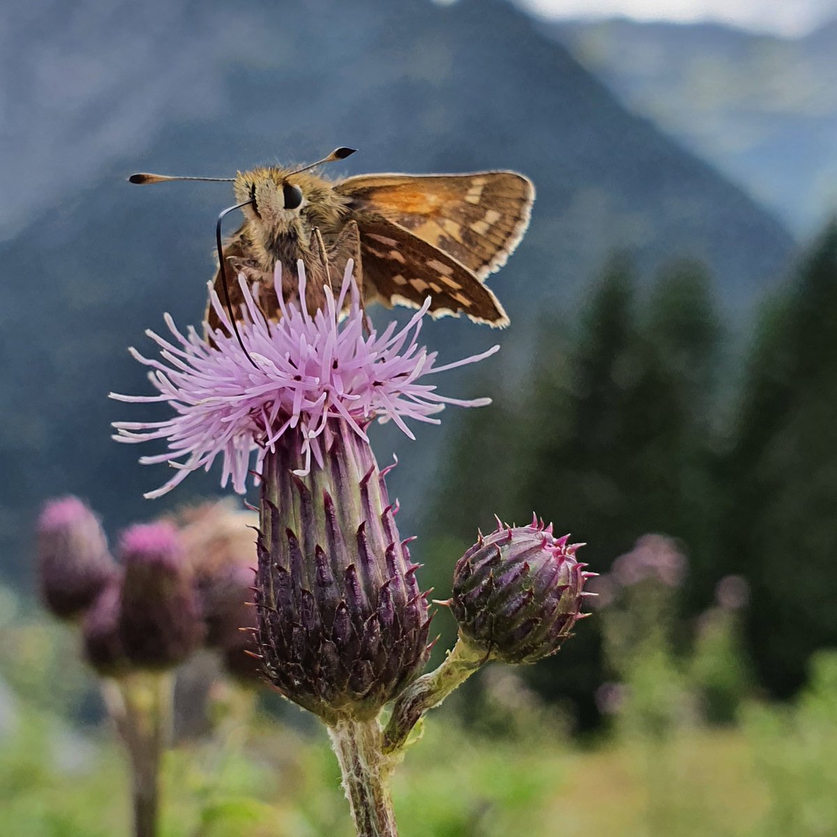 Guy Pe'er tweet media