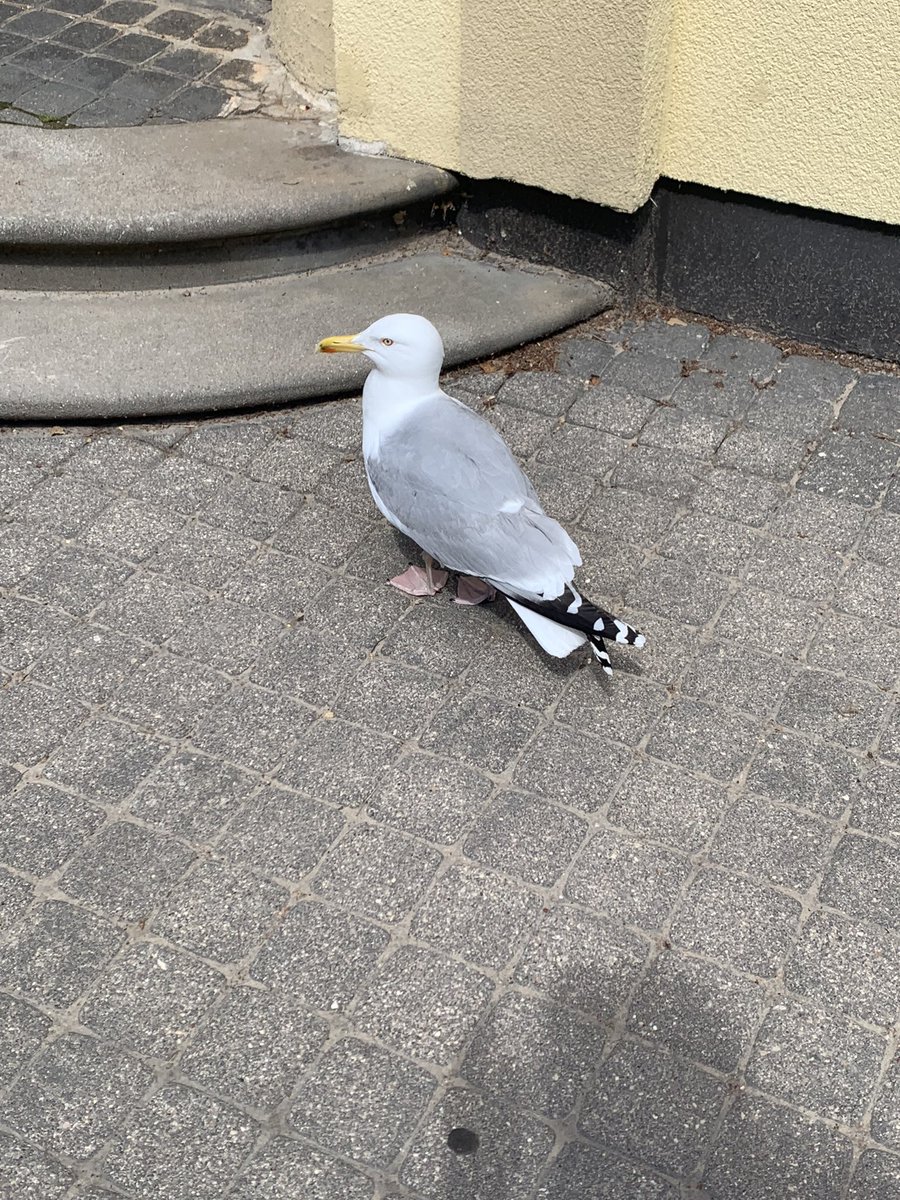 【出演情報】
内田千陽 &amp; 小山 和 デュオリサイタル
2024年7月7日(日) 14時開演
ソフィアザール・バロック(高円寺)

どんなプログラムになるのかは、ご来場いただいてからのお楽しみで…！😆
小山さんのピアノソロ、今回もとってもカッコいいんです‼️🎹✨

皆様、ぜひご来場お待ちしております〜🥰💓