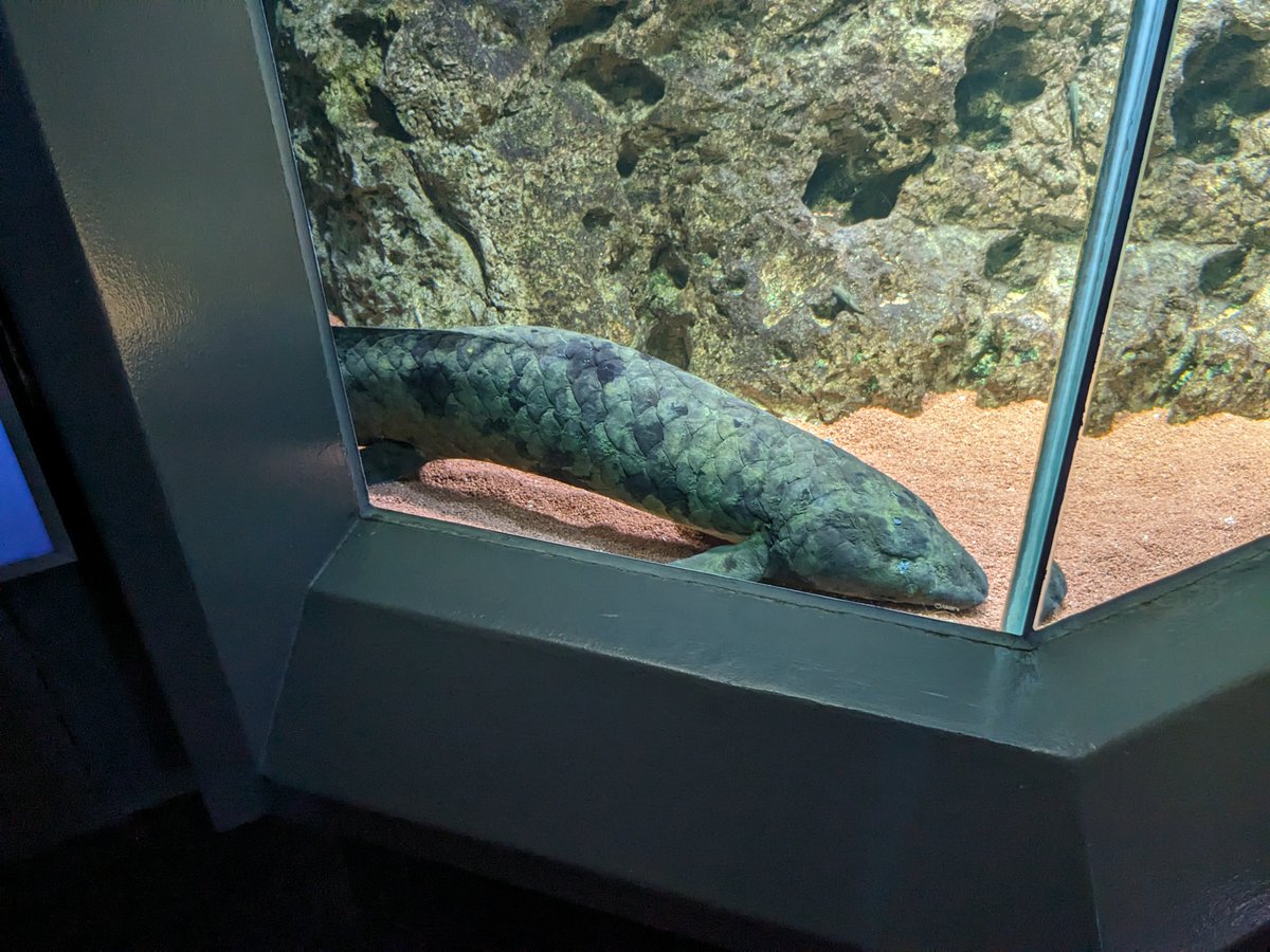 if this is fish, then if it has lungs, it's a lungfish. also it's a fish. also it has lungs