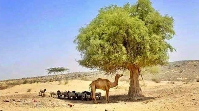 UrduVirsa's tweet photo. چھاؤں دیتے ہیں جو صحرا میں کسی کو
دِل میرا  ایسے  درختوں  کو ولی کہتا ہے ! https://t.co/XwmAmRjzVY
