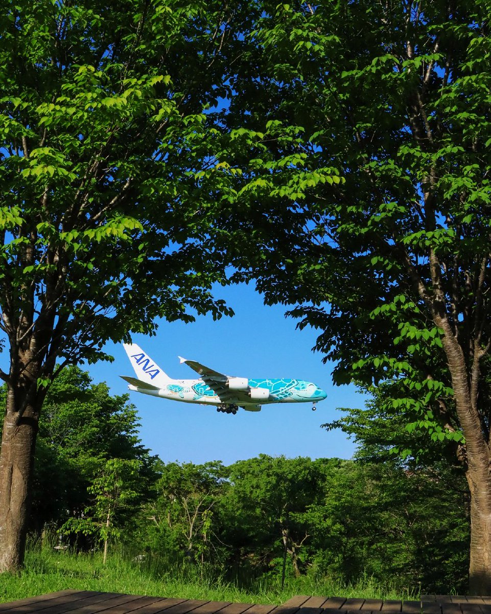 FlyANA_official's tweet photo. I spy with my little eye, something blue from the sky! Any guesses? 🌍✈️👀 Thanks to IG user honu380ana for the stunning shot! 

📍Narita City, Sakura-No-Yama Park

#FlyANA #AllNipponAirways #ANAHAWAii https://t.co/UrOJEZLqEF