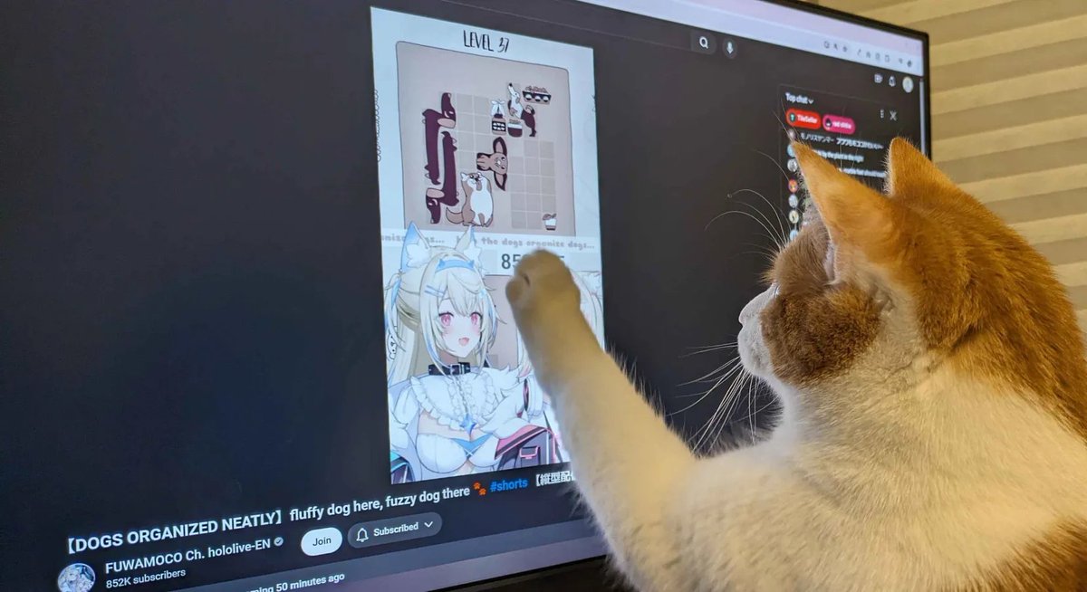 _kiisyuu's tweet photo. #FWMCMORNING
Cinnamon likes to watch FWMC with me, though it appears she has developed an interest in Mococo ... 🫨 She does love to play fetch though! Bonus pictures of Cinnamon with glare/wiggly arm and in turkey mode🦃 https://t.co/BEJEY0gbqD