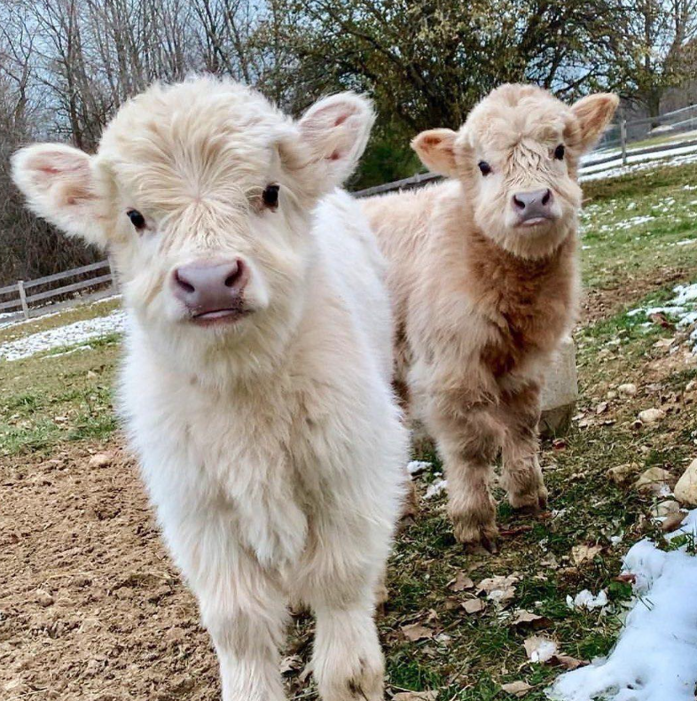 PrettyLittleThing tweet media