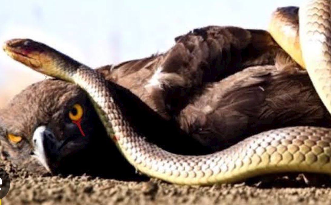 PUERCOESPÍN tweet media