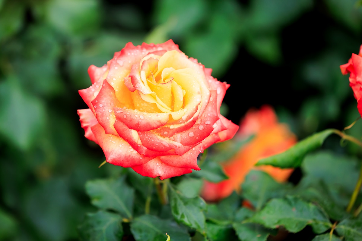 hevercastle's tweet photo. The gardeners have been hard at work in the Rose Garden ensuring that everything is in tip top condition for Hever in Bloom which starts on Monday 🌹
#HeverCastle #HeverInBloom #Roses #Kent https://t.co/q9QpBe1y2l