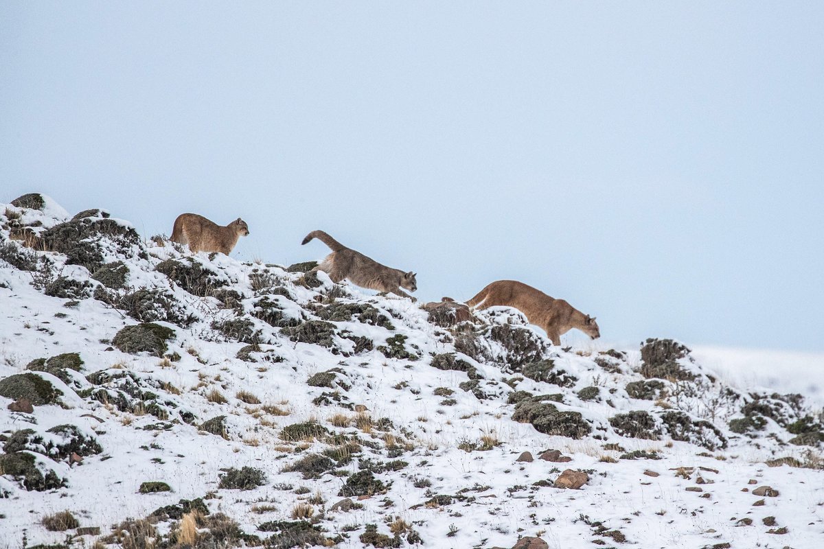 👉 Súmate firmando la petición en bajemoslosbronces.cl si quieres ser una de las voces que busca proteger a las especies de un proyecto tan devastador como Los Bronces Integrado ❌. 

📸 Antonio Núñez Lemos / Greenpeace