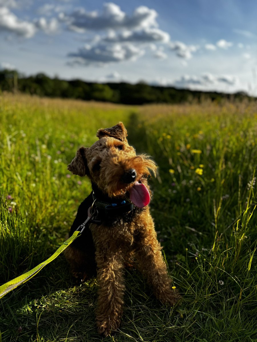 petren's tweet photo. @morris_sophie @theipaper Toby will do his best https://t.co/k9ibHh4pvX