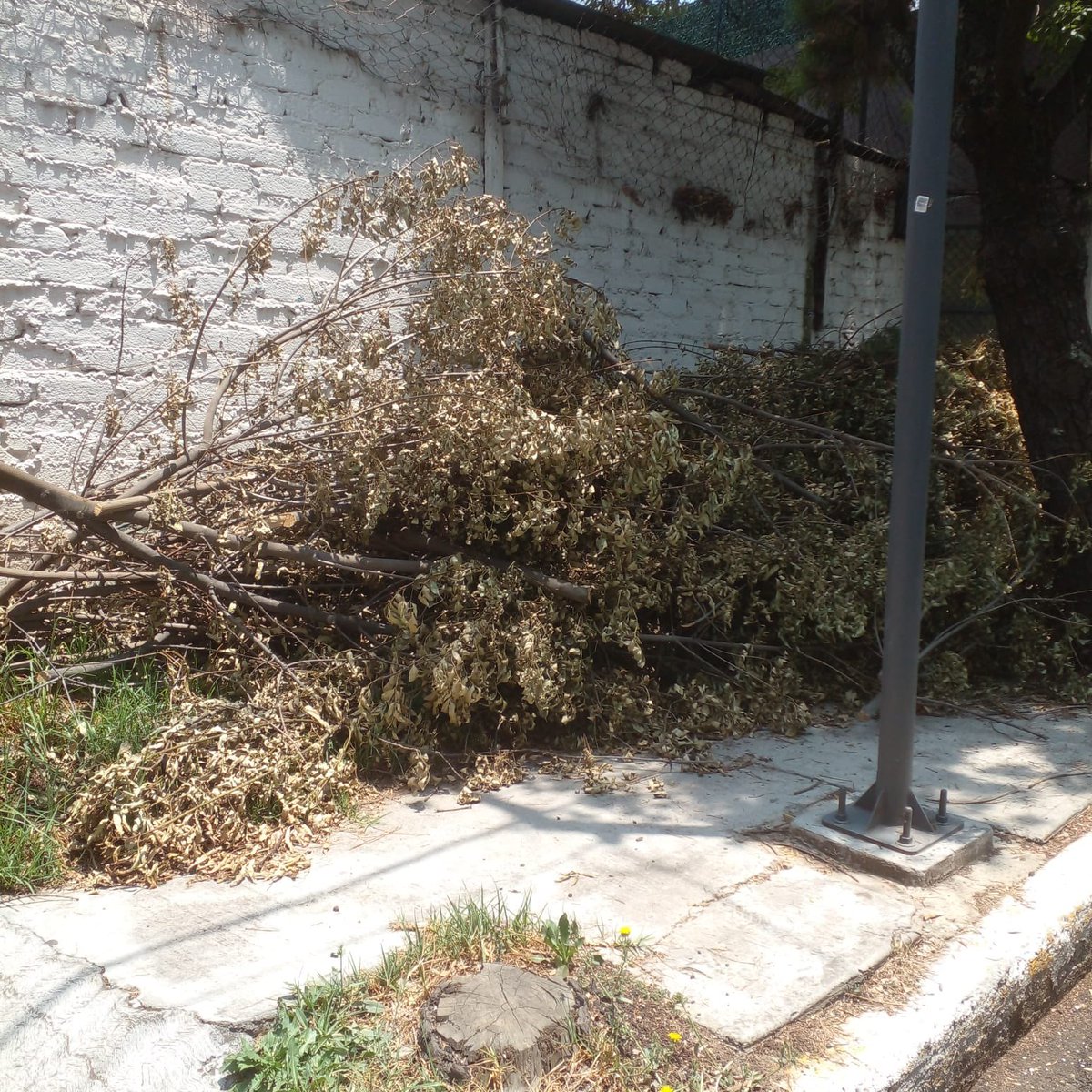 todosunidosmx's tweet photo. @CFE_Contigo @CFEmx tiene un mes que cortaron ramas para liberar los cables dejándolas en las banquetas, HOY siguen ahí secas en Francisco Villareal entre Julian Adame y Prol Castorena. Col Molino Del lado izquierdo de las banquetas. Cuando recogerán? @AlcCuajimalpa #TodosUnidos https://t.co/zCW0duH8dH