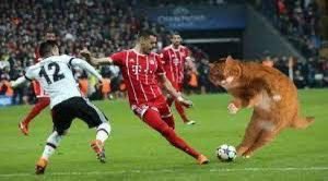 CatizenAI's tweet photo. 🐾 Watch UEFA Euro 2024 with Catizen! 🐾

Join now for an exciting match:
Germany vs. Hungary! 🏆⚽
Date: June 19th, 16:00 (UTC)

Vote for the team you think will win and share your thoughts with the community! 
cheer for your favorite team, and enjoy the game with us! 🎉🐱💖 https://t.co/kHz6zI5Yad