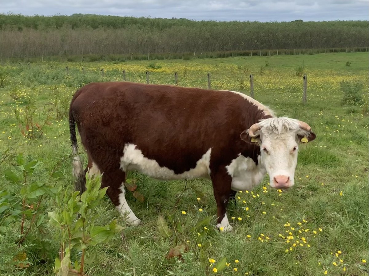 kileekie's tweet image. More photos of our #traditionalhereford #grassmasters sale entries. Our 20 month bulling heifer K. China Model 5th and newly calved heifer K. Zephyr Model 3rd with her calf by Boresisle Jupiter.