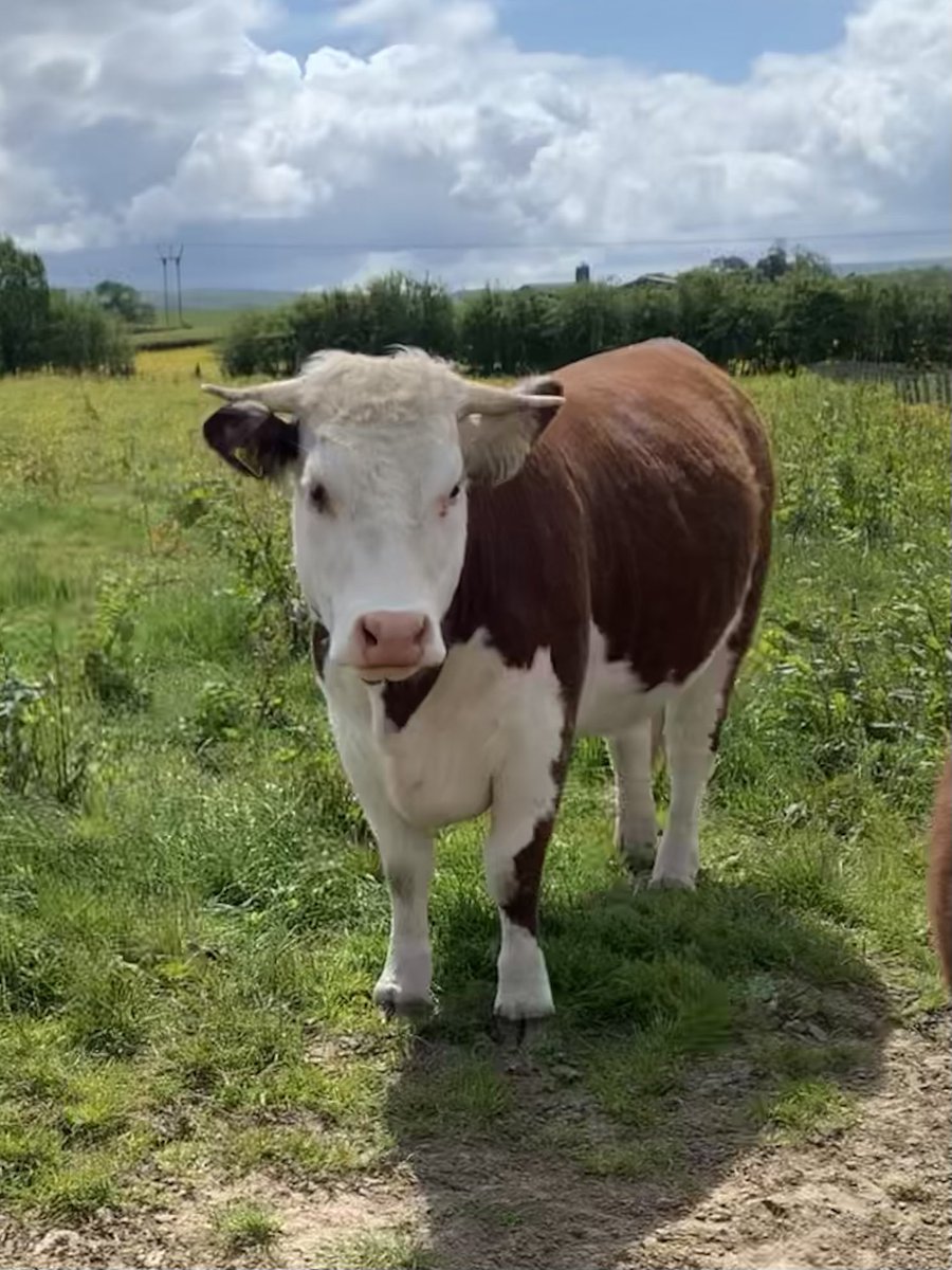 kileekie's tweet image. More photos of our #traditionalhereford #grassmasters sale entries. Our 20 month bulling heifer K. China Model 5th and newly calved heifer K. Zephyr Model 3rd with her calf by Boresisle Jupiter.