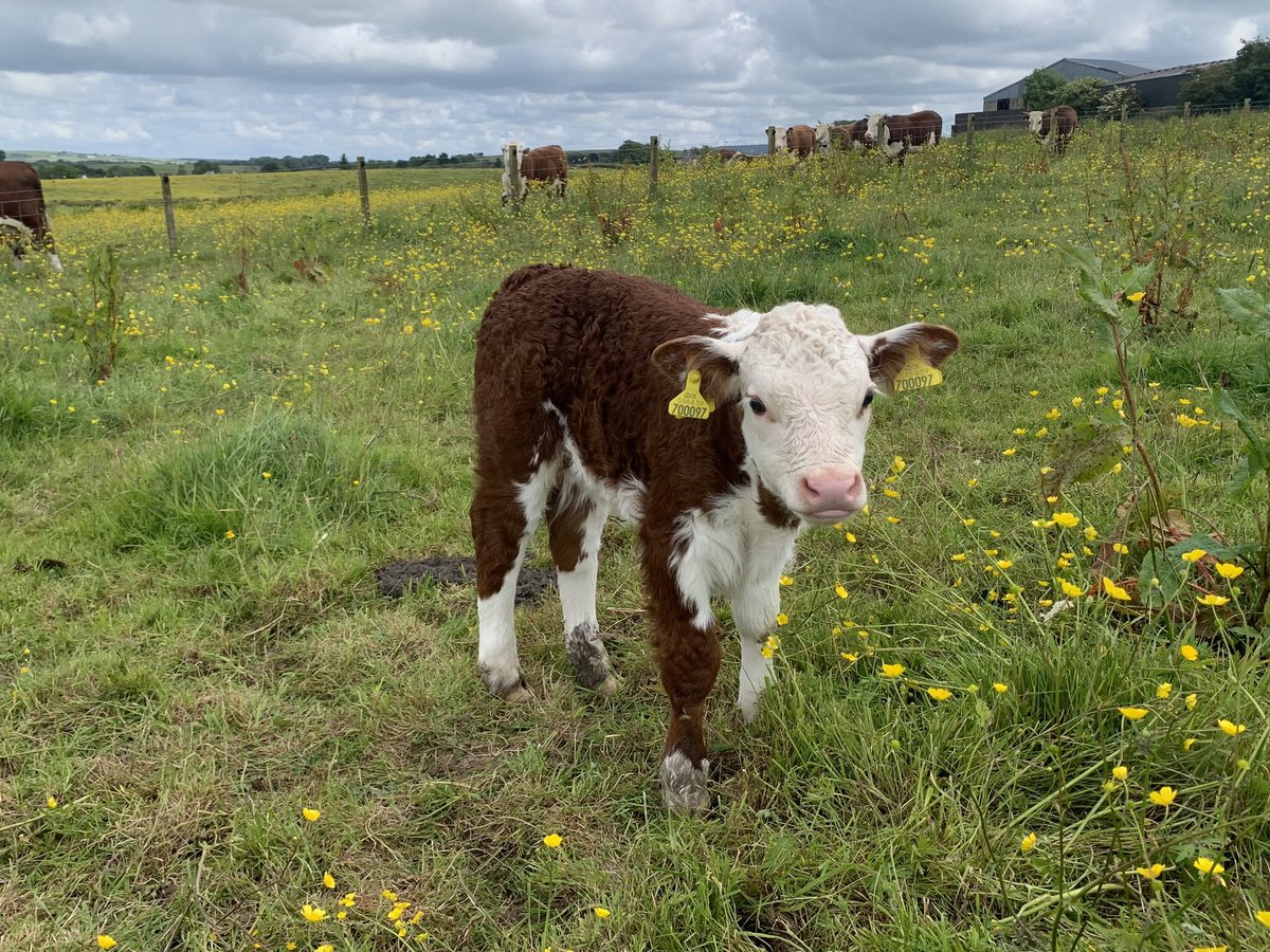 kileekie's tweet image. More photos of our #traditionalhereford #grassmasters sale entries. Our 20 month bulling heifer K. China Model 5th and newly calved heifer K. Zephyr Model 3rd with her calf by Boresisle Jupiter.