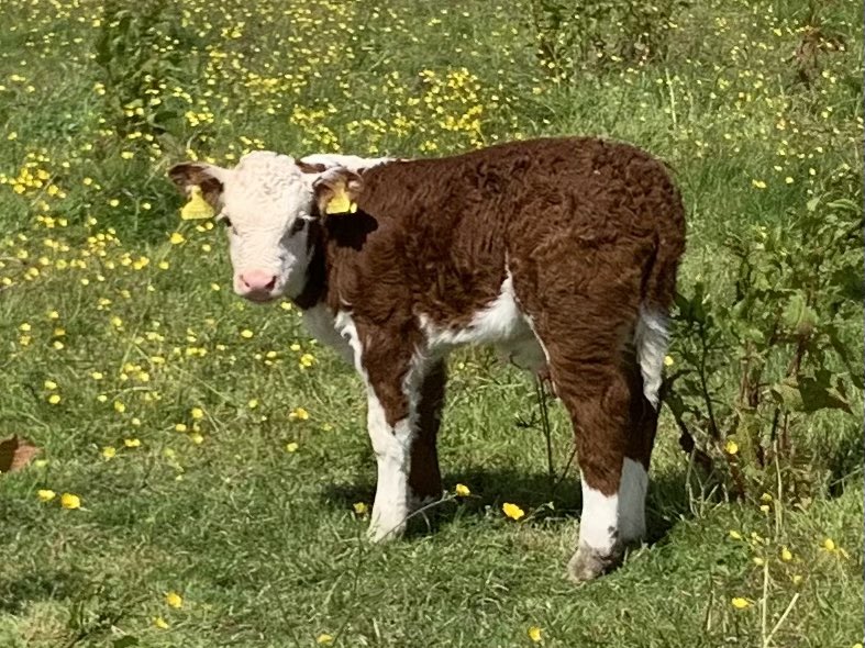 kileekie's tweet image. More photos of our #traditionalhereford #grassmasters sale entries. Our 20 month bulling heifer K. China Model 5th and newly calved heifer K. Zephyr Model 3rd with her calf by Boresisle Jupiter.