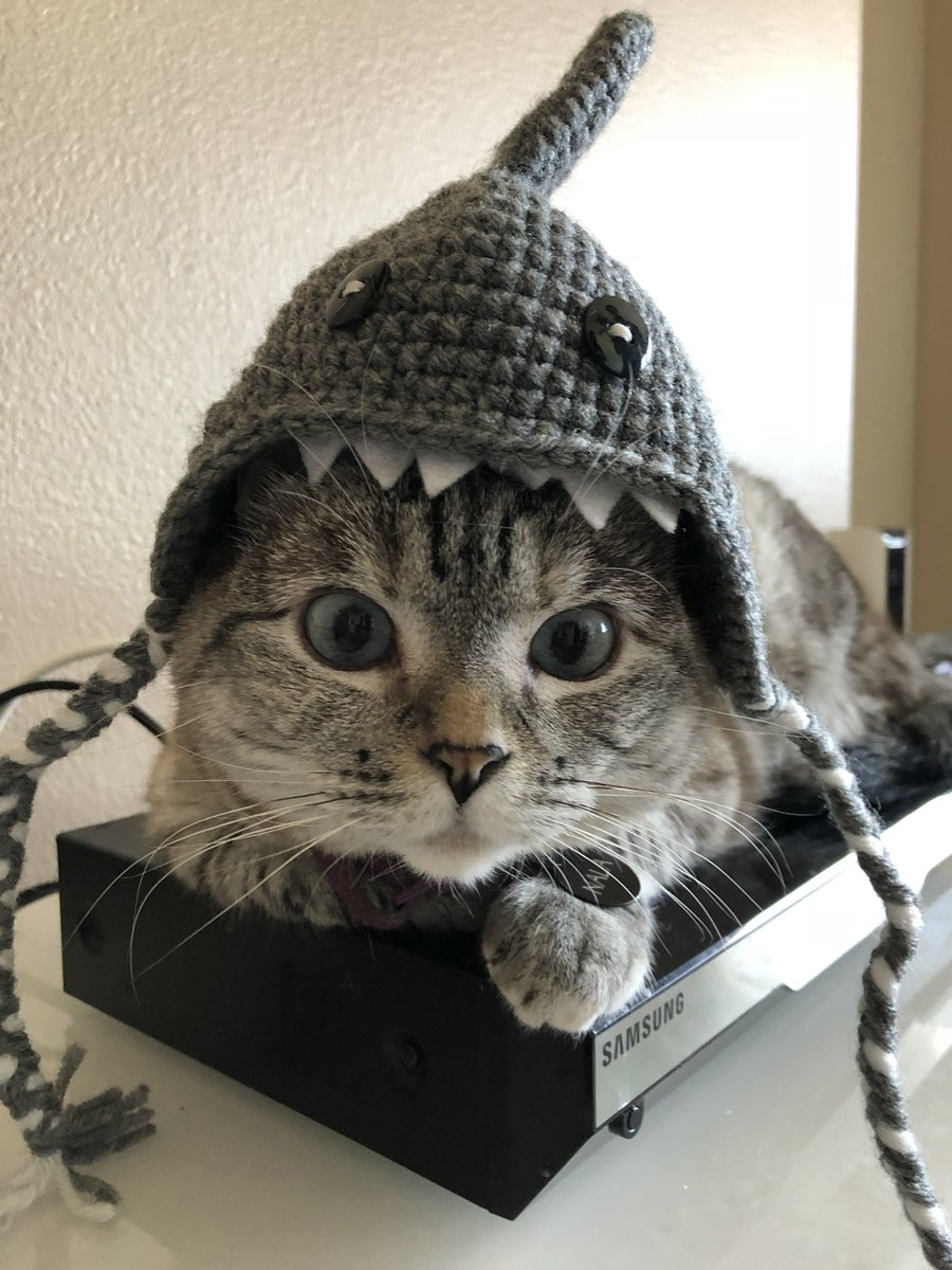 Nala_cat tweet media