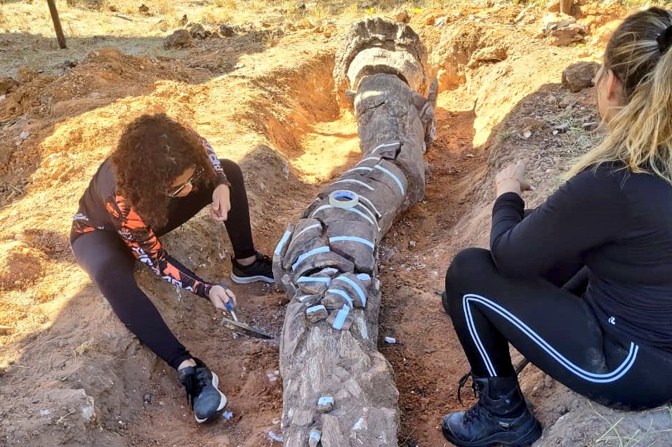 dannlelis's tweet photo. RIQUEZA TOCANTINENSE. Prestem bem atenção. Este é o caule de uma árvore com pelo menos 250 milhões de anos. Ela faz parte do Monumento Natural das Árvores Fossilizadas do Tocantins (Monaf), localizado em Filadélfia, norte do estado. Recentemente, pesquisadores começaram um trabalho de mapeamento destes fósseis.