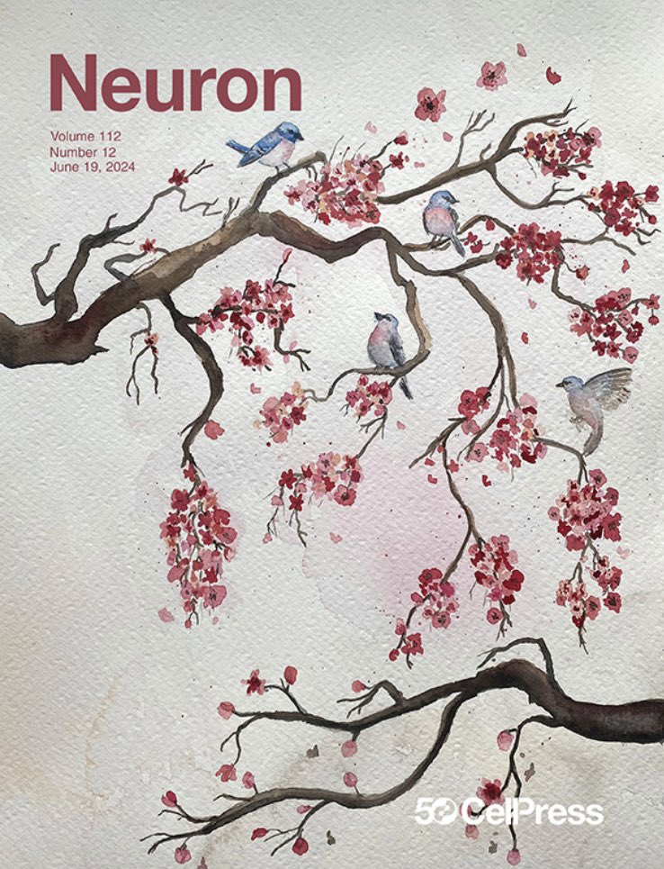 Out today on the cover of <a href="/NeuroCellPress/">Neuron</a> ! Very happy to showcase the work of <a href="/bergami_lab/">Bergami Lab</a>. In this issue Kochan et al show how mitochondrial fusion regulates synaptic plasticity in adult-born neurons.