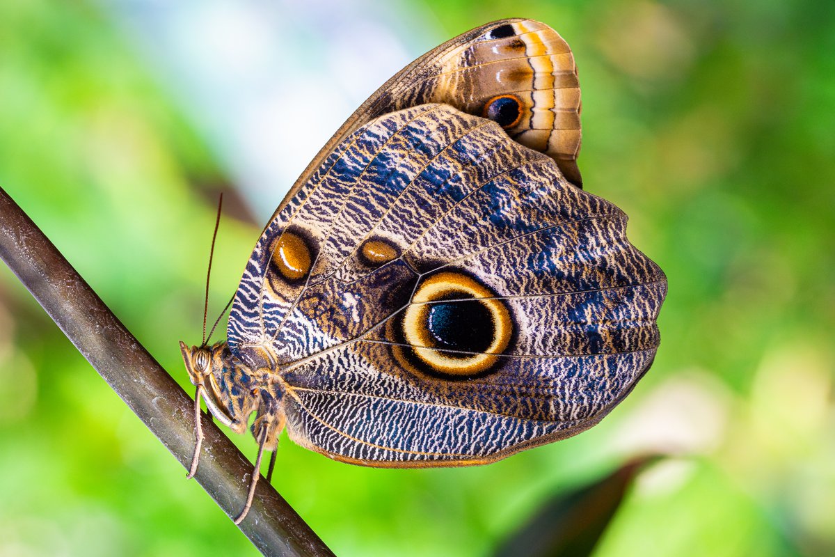 LearnatCZ's tweet photo. Be a social butterfly! 🦋Join us for our FIRST EVER @chesterzoo Youth Network social event!

Sat 3 Aug
11am-2pm
For those aged 16-25yrs

Meet other young people passionate about wildlife, explore the zoo &amp; take part in fun activities

Book your space now!
https://t.co/HdQwYeBIEW https://t.co/2aGGUXjNIZ