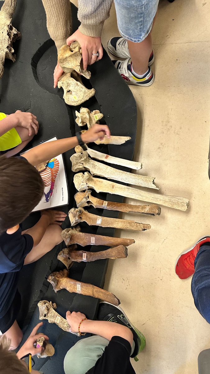 BPSHawks1 tweet media