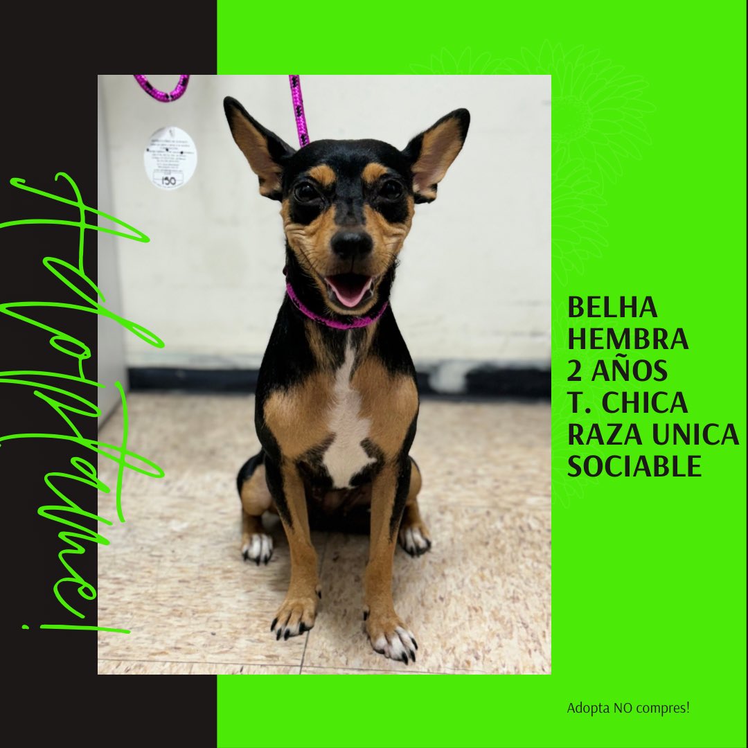 Ella es BELHA, una perrita tamaño chico, de 2 años. Es una perrita sociable con perros y gatos. Es una perrita “faldera” y sumamente amorosa. 

llena encuesta aqui:

s.surveyplanet.com/E2bBvSyk