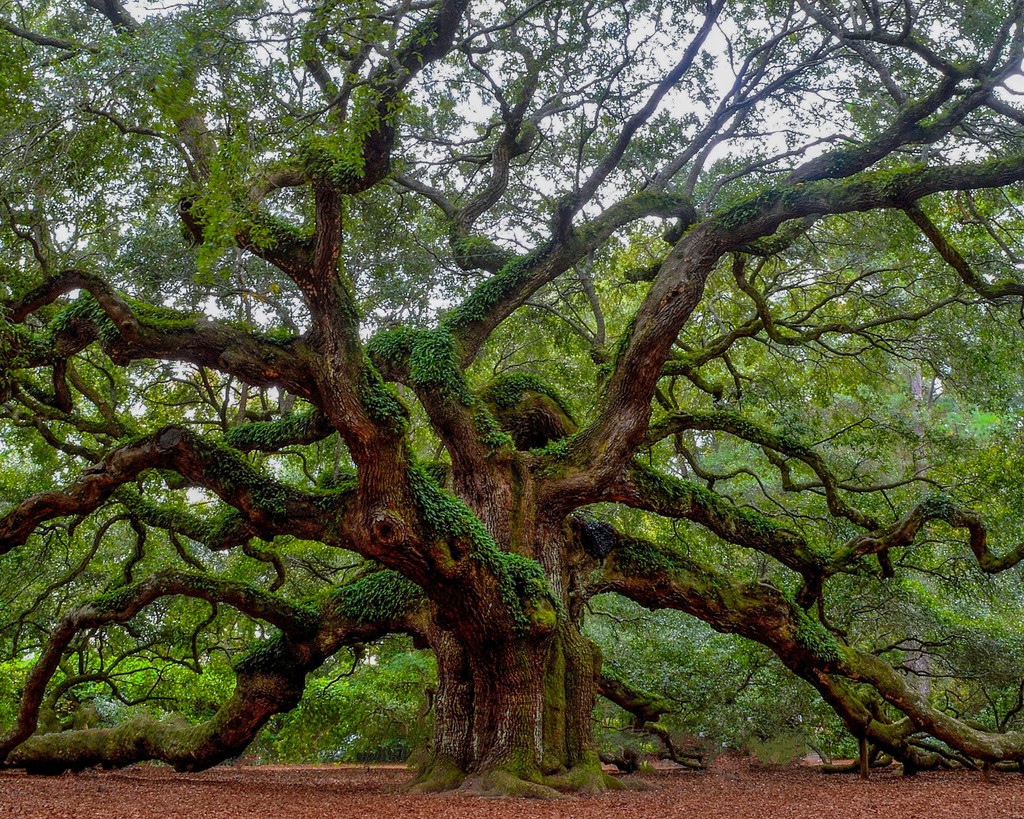 onetreeplanted's tweet photo. The Angel Oak Tree on St. John’s Island, SC, is 500+ years old and one of the oldest living things east of the Mississippi! 🌳 At 65+ feet tall with 187-foot branches, it's a cherished landmark protected since 1991. 

Source:
Charleston Parks Conservancy ⁠ https://t.co/2z8tmo7vt9
