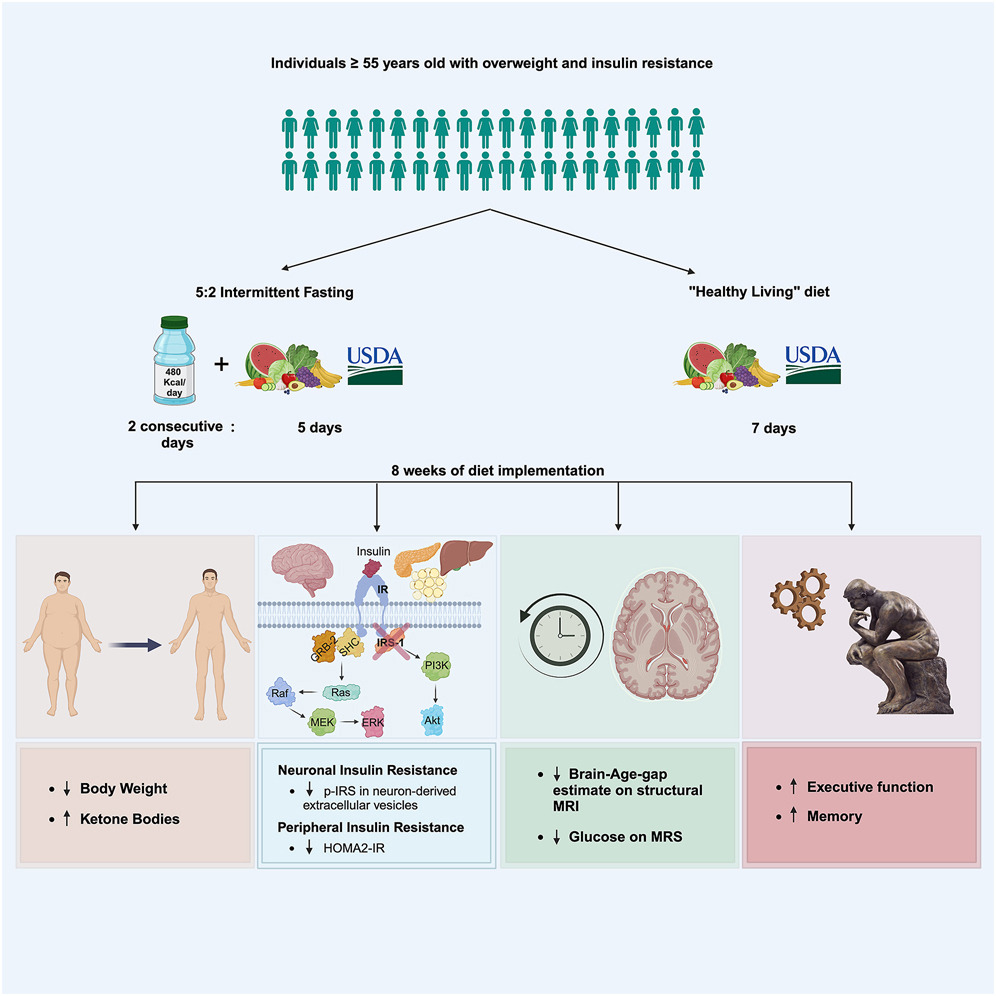 A randomized trial of intermittent fasting (5:2) vs a healthy diet in older adults shows no difference between the diets for favorable effects on brain aging, memory, executive function, or insulin resistance
sciencedirect.com/science/articl… <a href="/Cell_Metabolism/">Cell Metabolism</a>