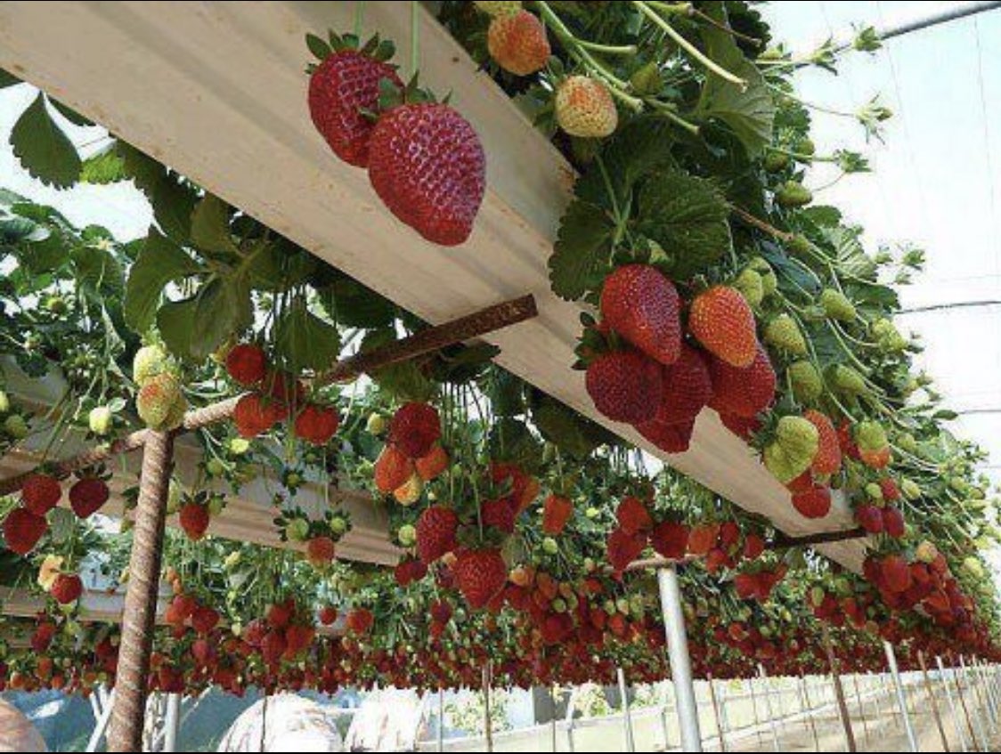 gaza's strawberries >>>