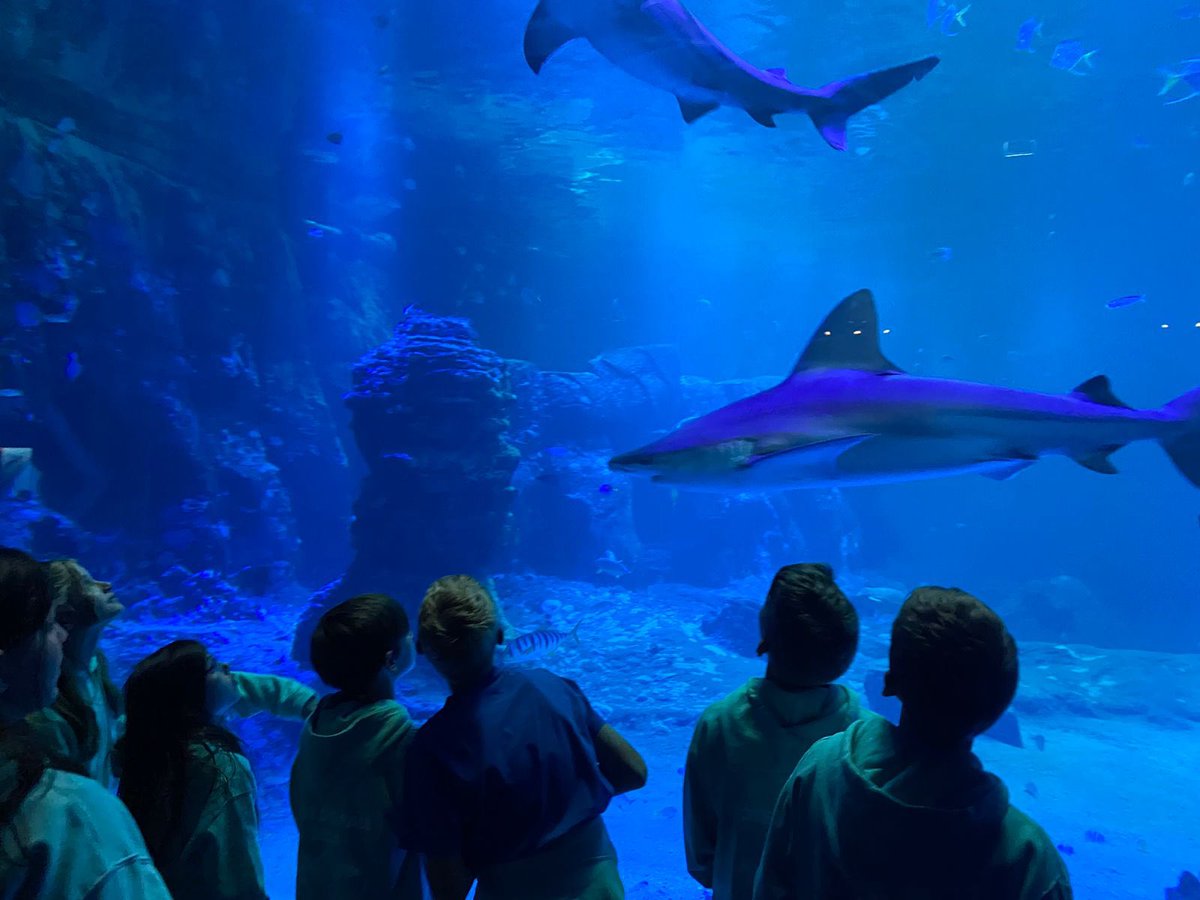 DcpsFrench's tweet photo. Nausicaa Marine Centre. Part 4. 
#DeanCloseAdventure #DeanCloseTrips #DeanCloseFrench #DeanClosePrep https://t.co/9TnLh45EAx