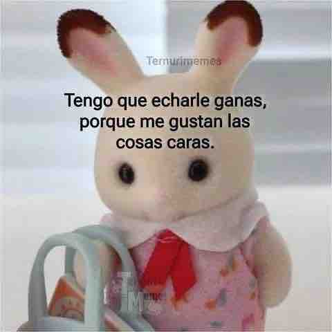 A echarle ganas 🐰