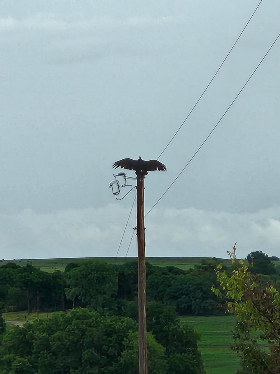 FindAngel's tweet image. Ominous Turkey Vulture. They are really neat to watch