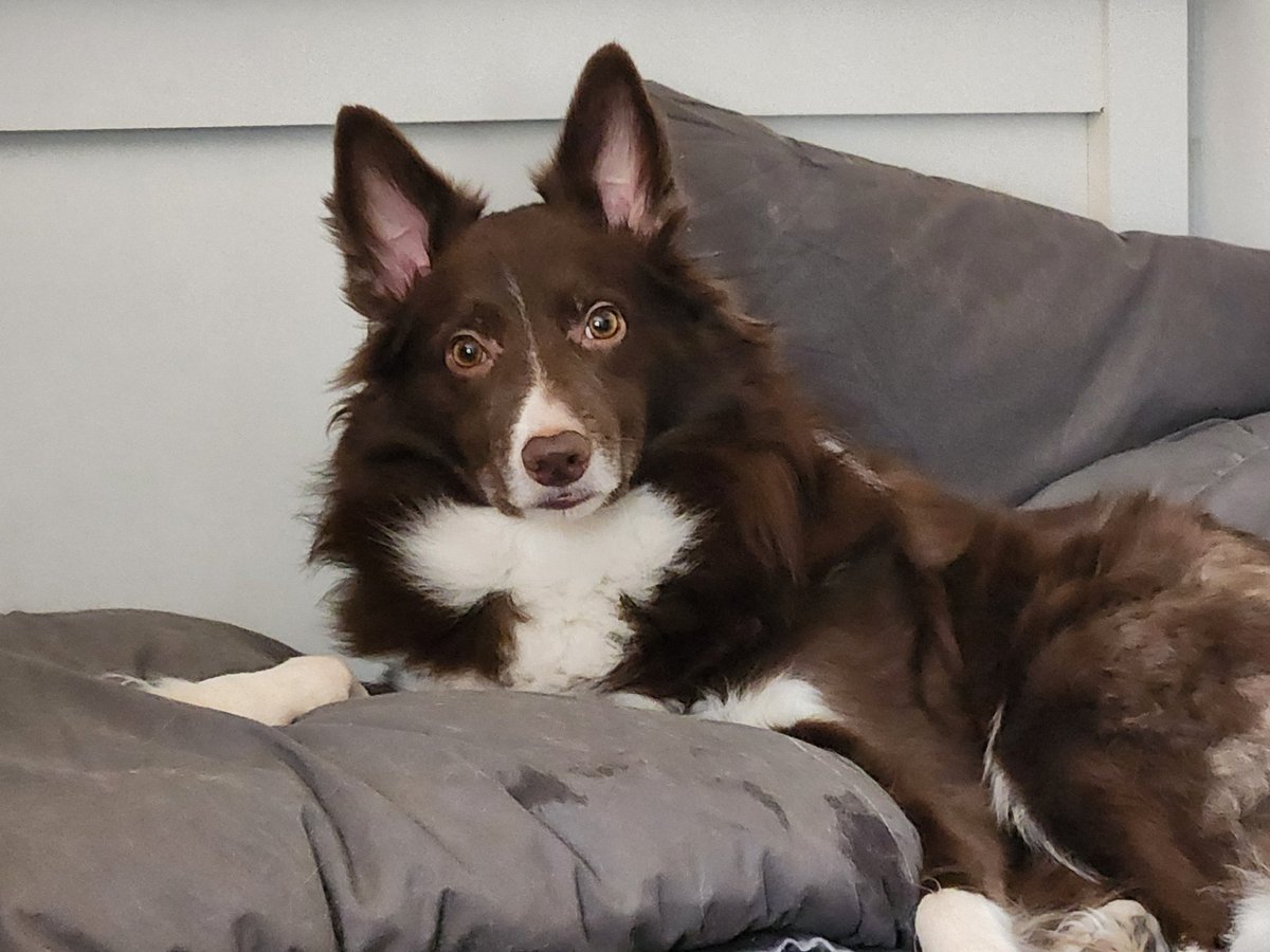 AgilitywAmanda's tweet photo. My Winnie boy 🥰

#cutebordercollie #bordercollie #bordercollieathome #dogathome #lifewithdogs #livingwithdogs https://t.co/AEX4OGQ0QK