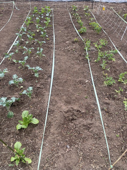 Farm rows have been planted. :) happy I had help with some of this, foot had me moving slow. https://t