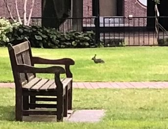 Rabbit sighting at 6:30am in Speed Garden! 🐰
