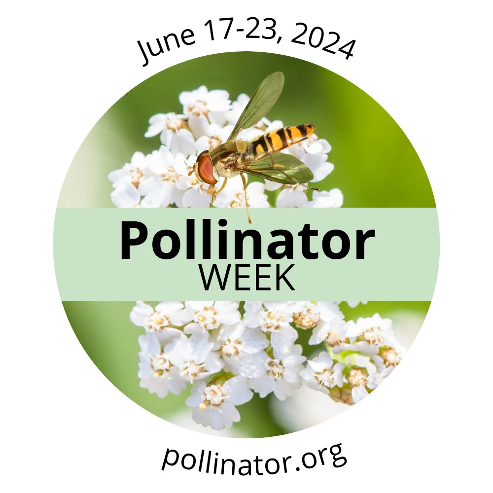 It’s #pollinatorweek! #DYK that pollinators like bees, butterflies, and bats, provide 1 out of 3 bites of food we eat? Say thanks by planting native plants, supporting local farmers, &amp; educating others about the importance of pollinators!