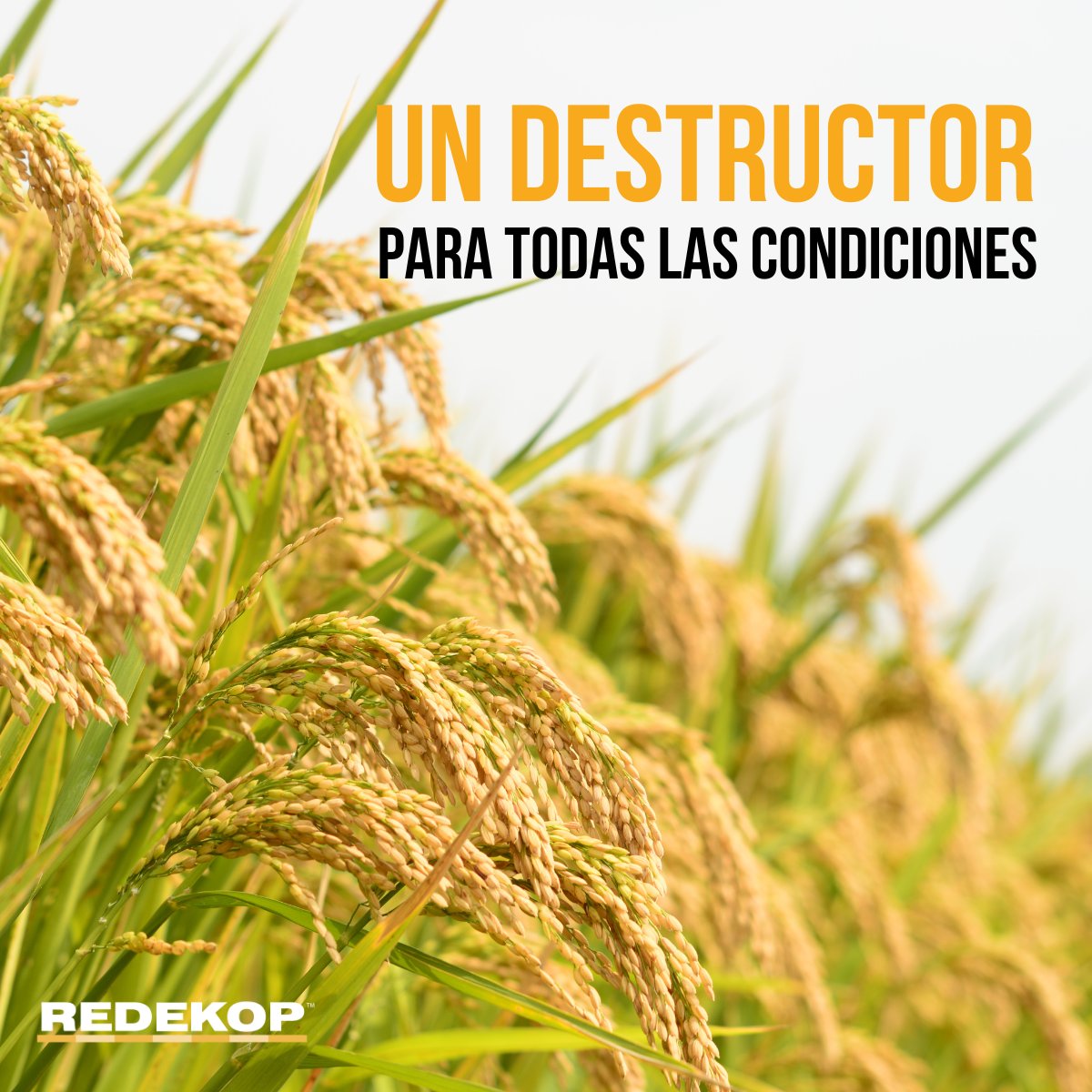 Redekop ha desarrollado el SCU para manejar la maleza en cualquier condición de cultivo.

La SCU equilibra la tasa de eliminación, el rendimiento y el uso de energía para garantizar la máxima eficiencia en cualquier condición.

#agricultura