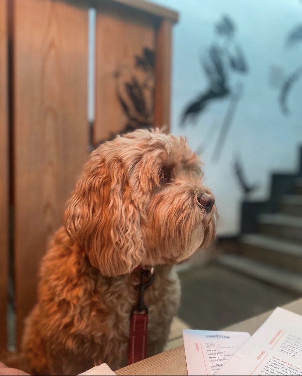 VisitGlasgowSCO's tweet photo. Glasgow is a great place to visit with your 4 legged friend 🦮🌳 

Check out our top dog friendly places in the city 👇 

https://t.co/64gkXuLUu6

#VisitGlasgow https://t.co/wT1An0weLi