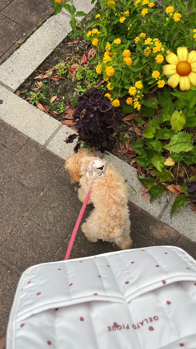 古参の大切なリスナーさんからのサプライズプレゼント🍓🪽

愛犬のお散歩デビューに合わせてかな？
ジェラピケのお散歩バッグ頂きました！

ありがとーーーー！！
めっちゃ助かる🌼

#rt #お散歩デビュー #トイプー