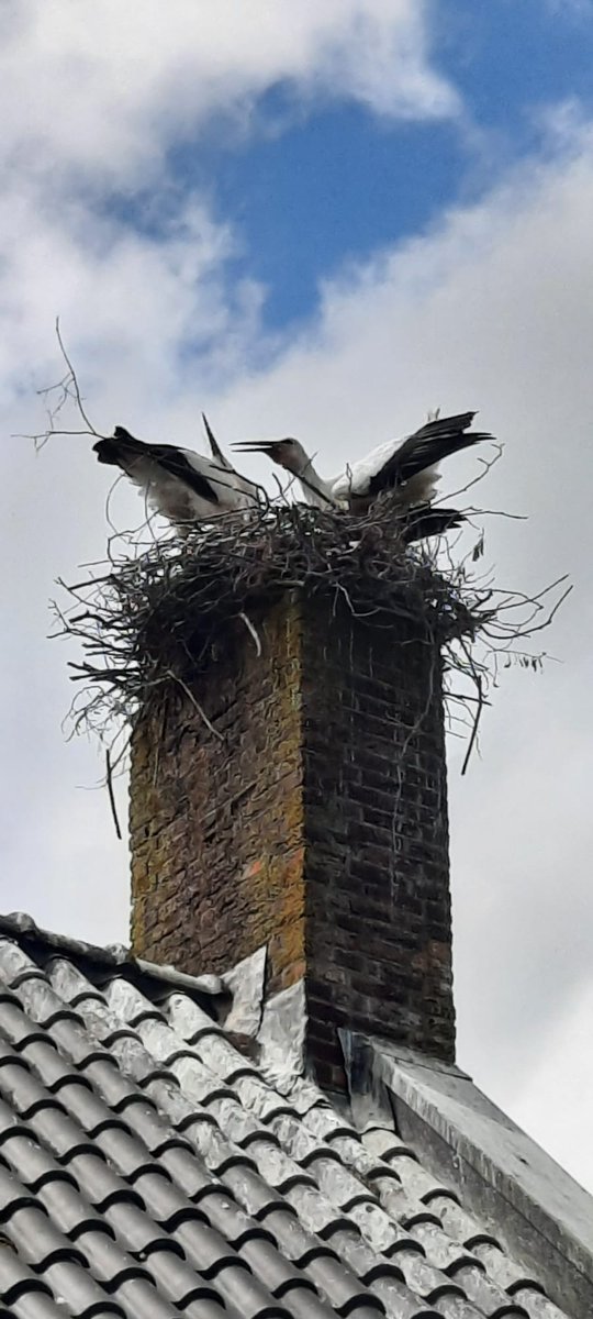 Mooi hoor, een ooievaarsnest in een schoorsteen van een woning in Giethoorn...
