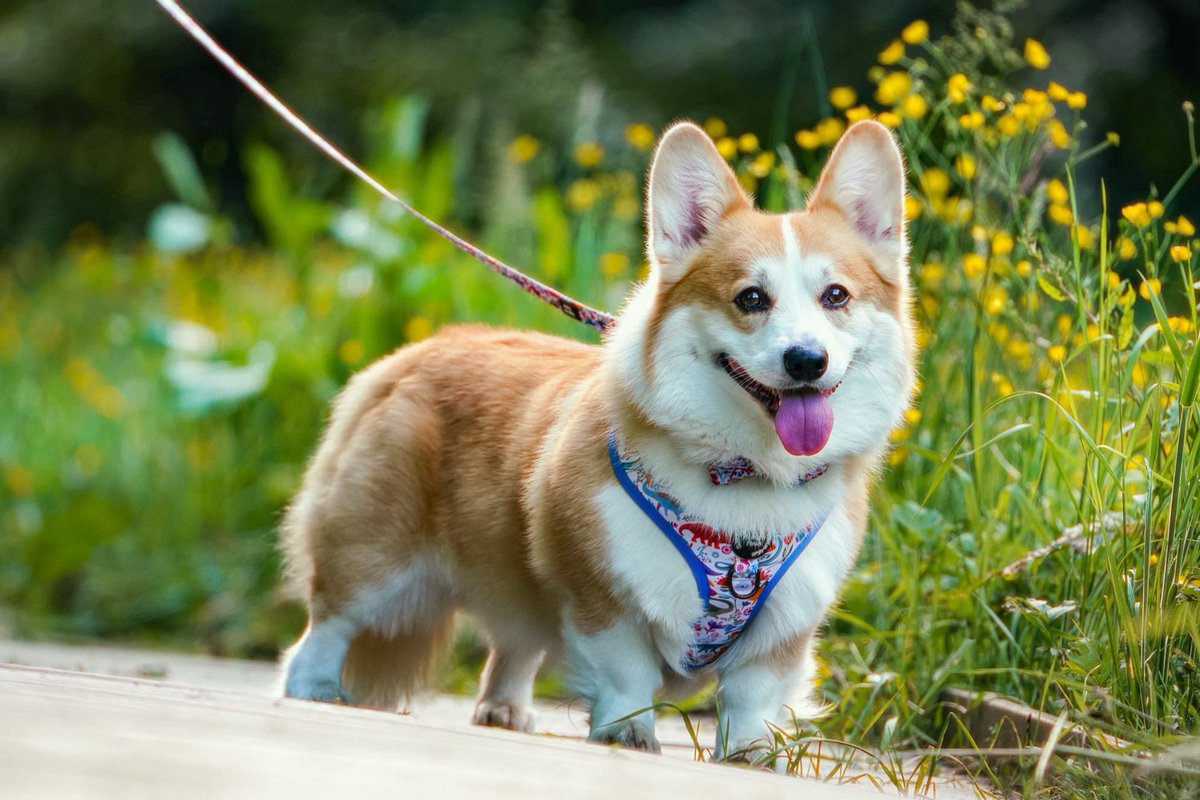 Duke_The_Corgi tweet media