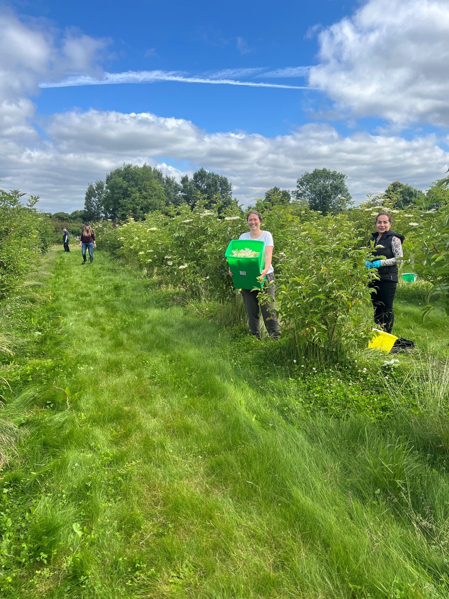 UoNBiosciences (@uonbiosciences) on Twitter photo Annual elderflower harvest led by Alice Jones <a href="/UoNFIC/">UoNFoodInnovation</a> Collecting key data on our cultivated elder crop to support growing UK food & drink industry demand for knowledge on producing elder commercially. Impact of pruning, yields & drought tolerance carefully logged #FoodIndustry🥂 Annual elderflower harvest led by Alice Jones <a href="/UoNFIC/">UoNFoodInnovation</a> Collecting key data on our cultivated elder crop to support growing UK food & drink industry demand for knowledge on producing elder commercially. Impact of pruning, yields & drought tolerance carefully logged #FoodIndustry🥂