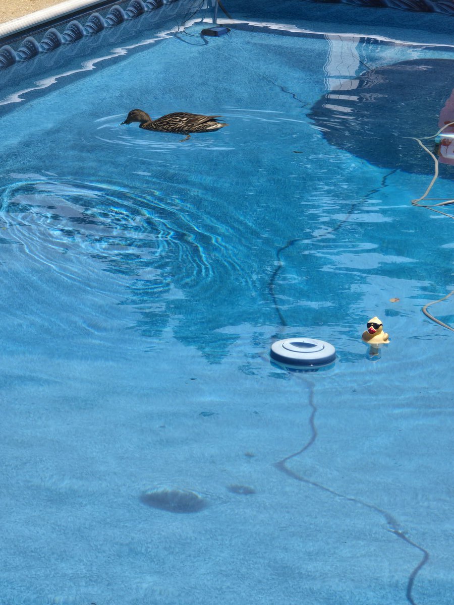 Ughhh ducks aren't supposed to be in pools... lol #swim #poolparty
