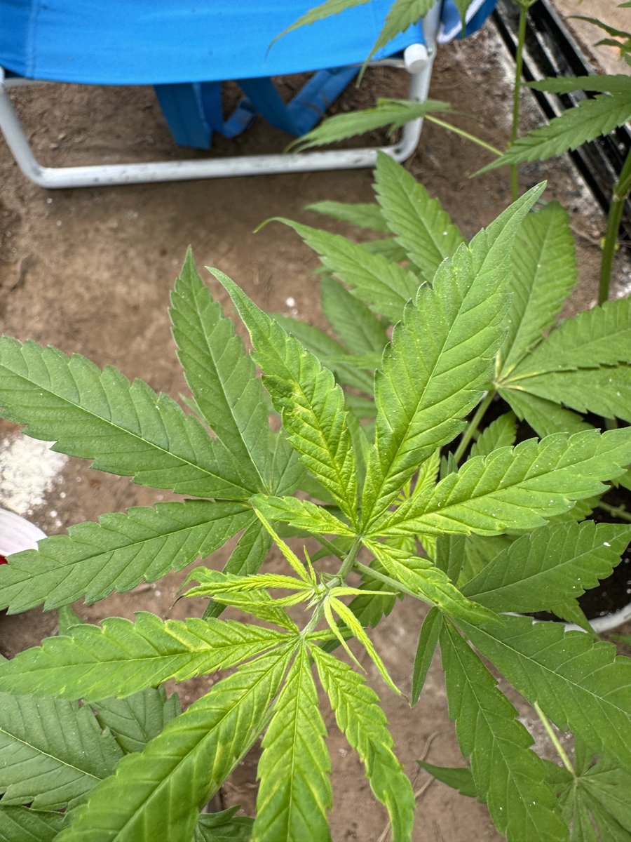 Stickee_Ickee's tweet photo. Seems like ever since I brought em outside, they been having a hard time. Mostly my fault, no hardening off and switched up nutes/feeding right after. Went back to the original feeding schedule and defoliated. Sorry ladies we’ll do better🪴♥️ before &amp; now
#Growmies #GrowYourOwn https://t.co/hj91UZmHeq