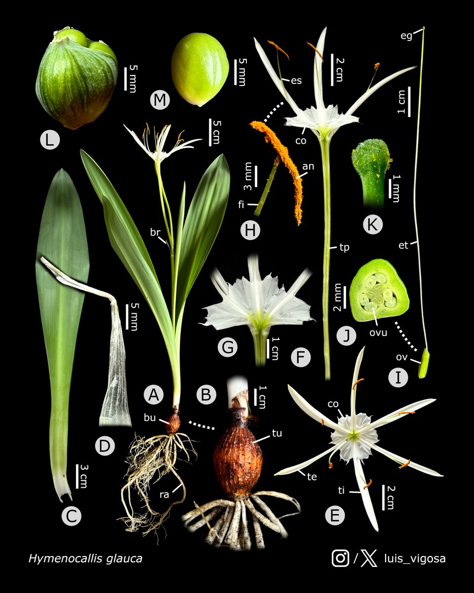luis_vigosa's tweet photo. Hymenocallis glauca (Amaryllidaceae)
#botany #flowers #taxonomy #plants https://t.co/Sf16KnXlbF