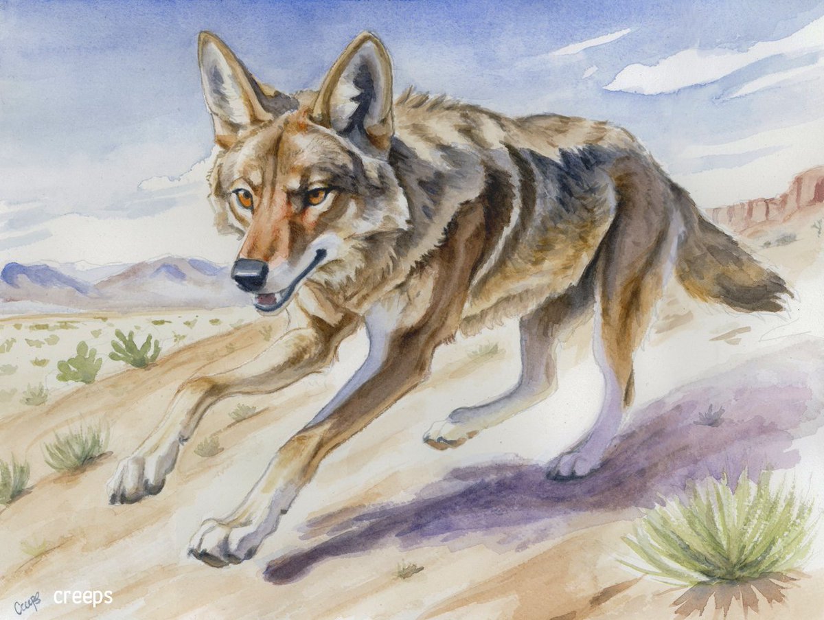 Desert Wanderer, watercolor. available