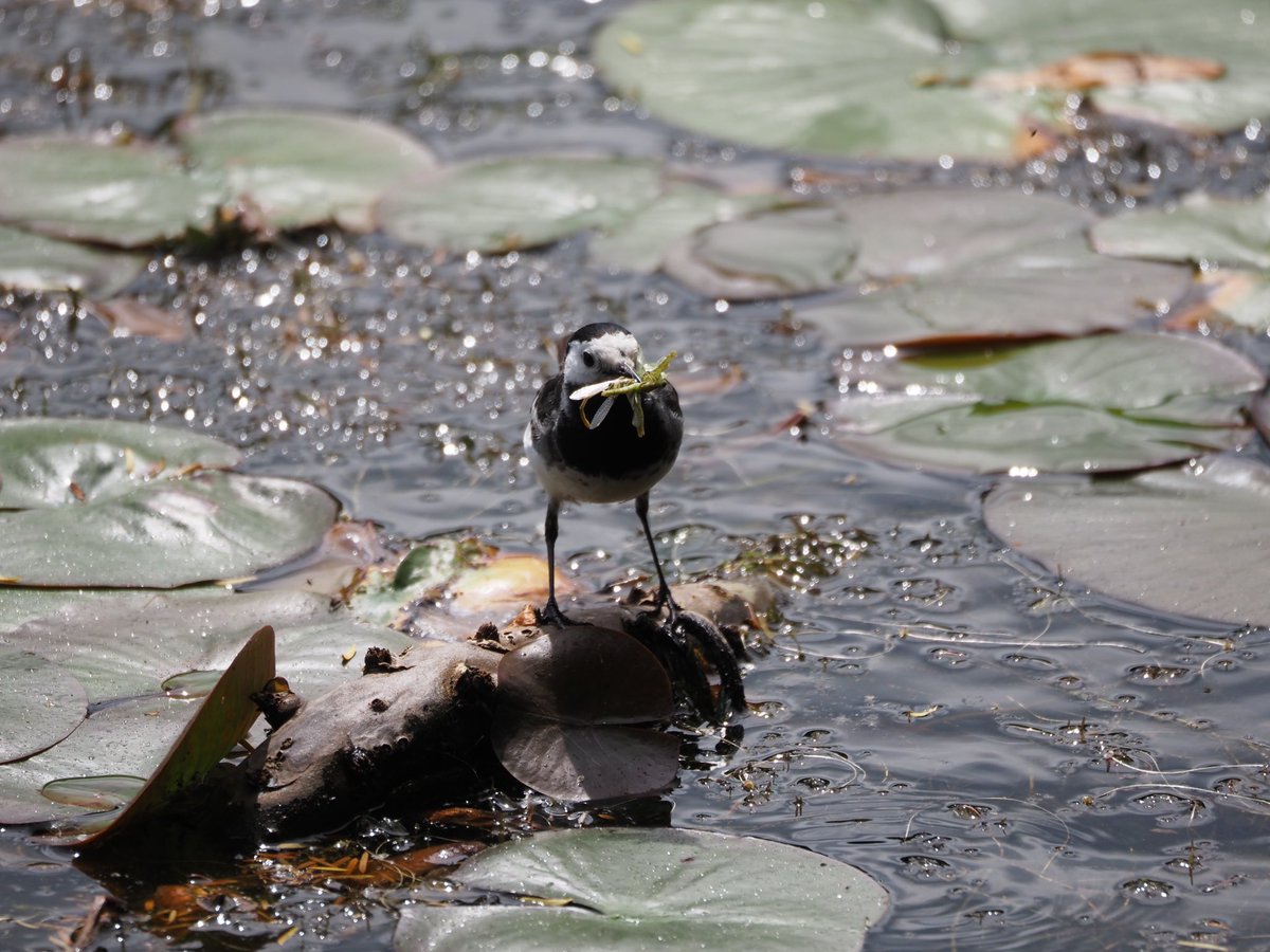 Flycatcher with a good beak full!