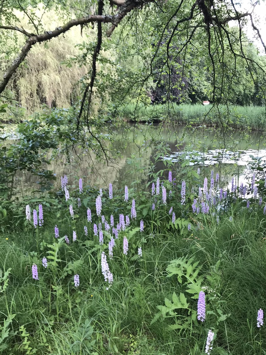 hildevdva's tweet image. The last of the common spotted orchids in the local park. Higher in number and height but not quite as pretty as in previous years. Still a wonder of nature and a joy to watch.
