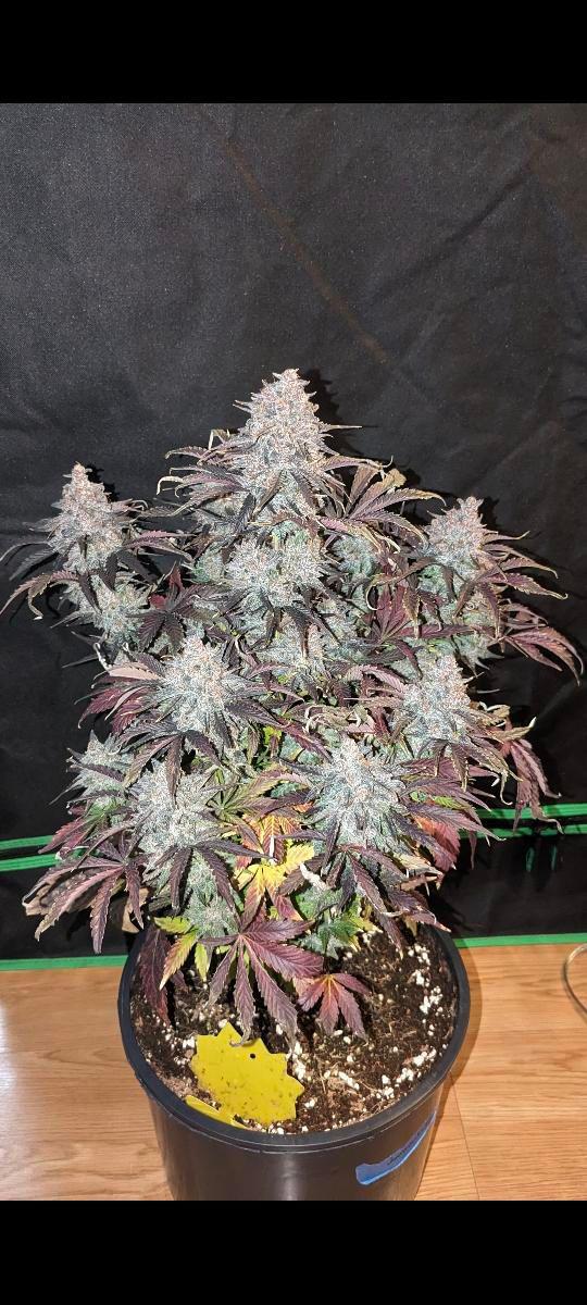 Twistedtreeauto's tweet photo. Jimmyjacks grown by a member of the Twisted Tree fam. 
#growyourown #twistedtree https://t.co/BSoTloHyuW