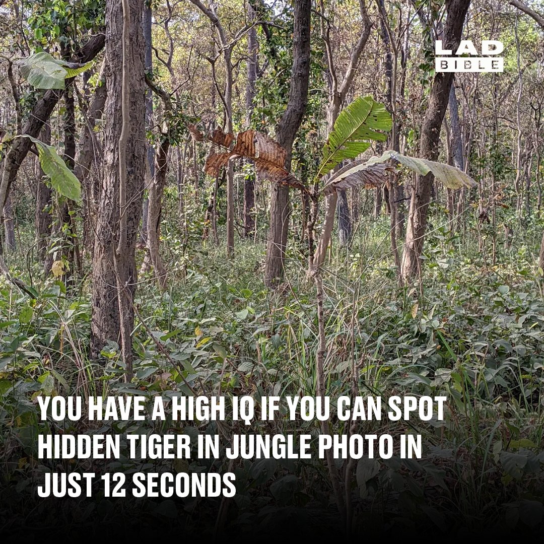 LADbible tweet media